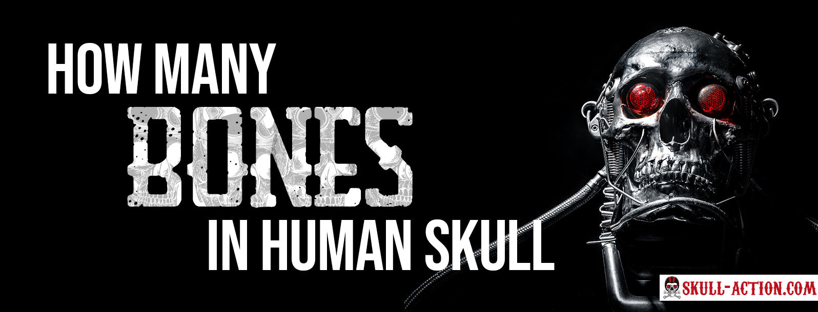 how many bones in skull of human body