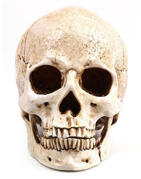 skull decorations for the home