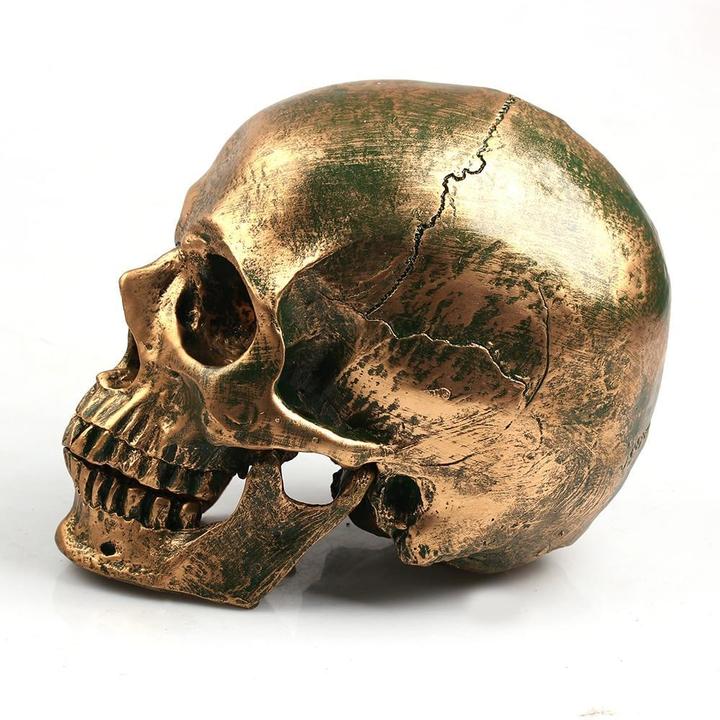 Decorative Skull Head | Skull Action